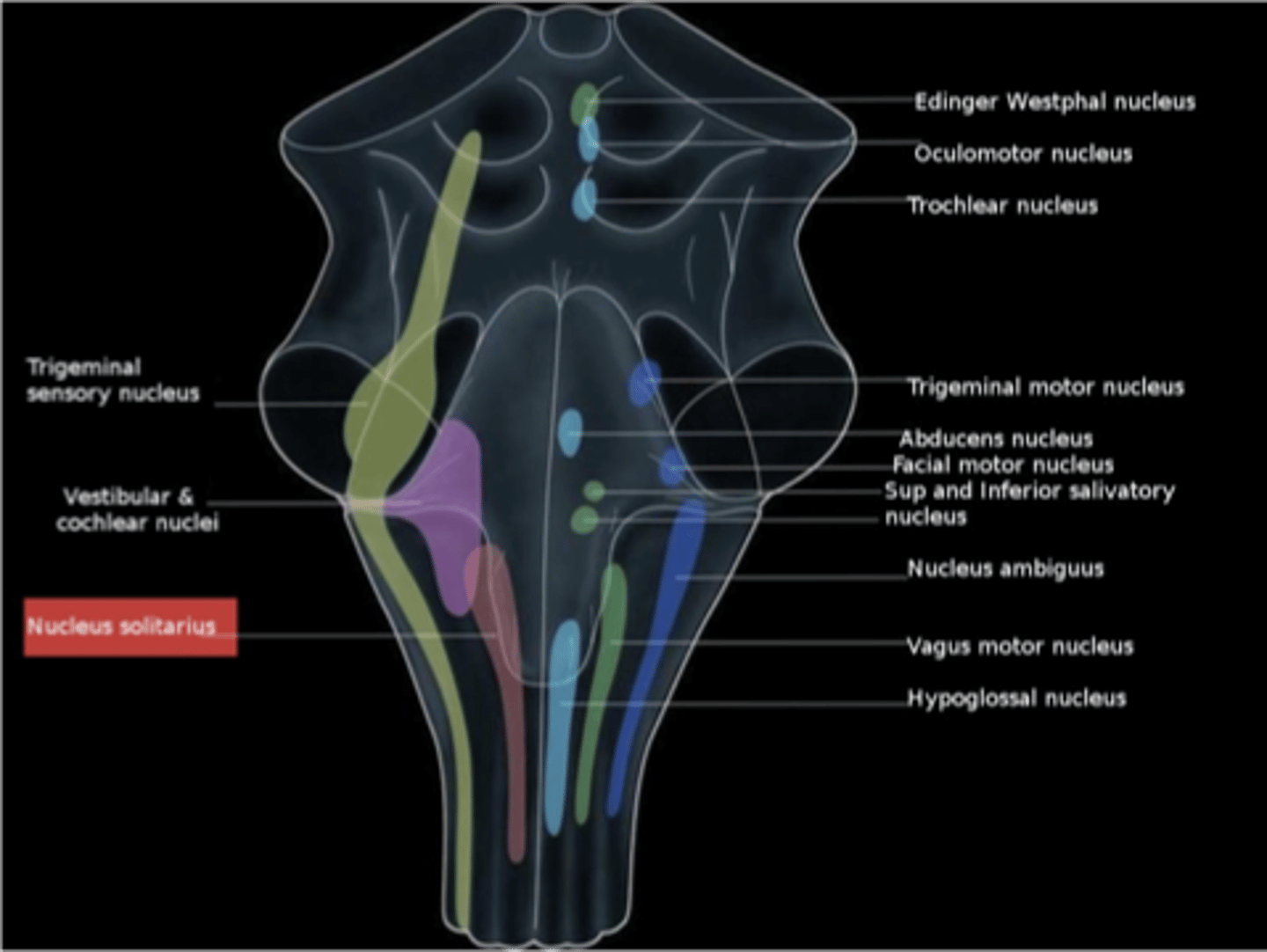 <p>caudal solitary nucleus; this is why a lesion in the caudal medulla can be life threatening</p>