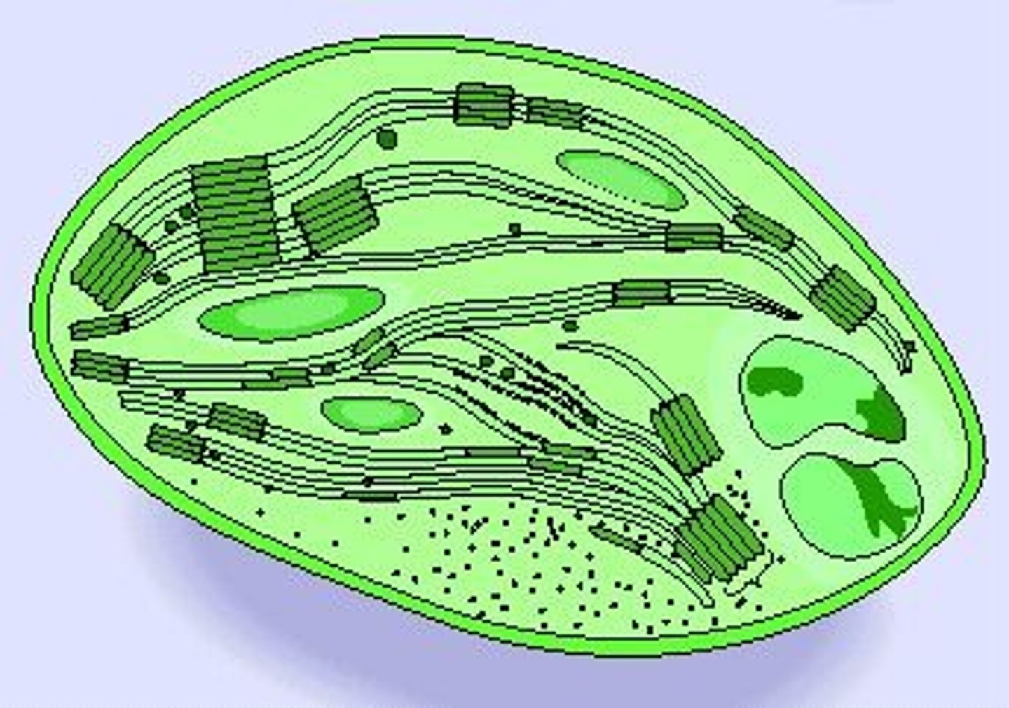 <p>Site of photosynthesis. The pigment chlorophyll is found here.</p>