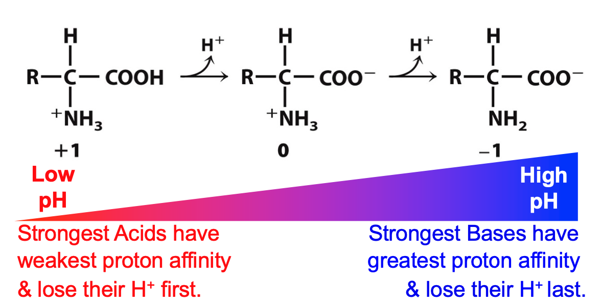 charge on amino acid depends on solution pH

we begin at low pH (fully protonated) and add OH- (removing acidic protons first)