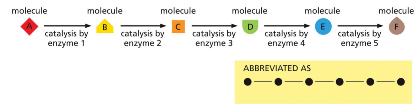 <ul><li><p>Cell metabolism pathways comprise many enzymes.</p></li><li><p>Ex glycolysis has 7 main steps</p></li></ul><p></p>