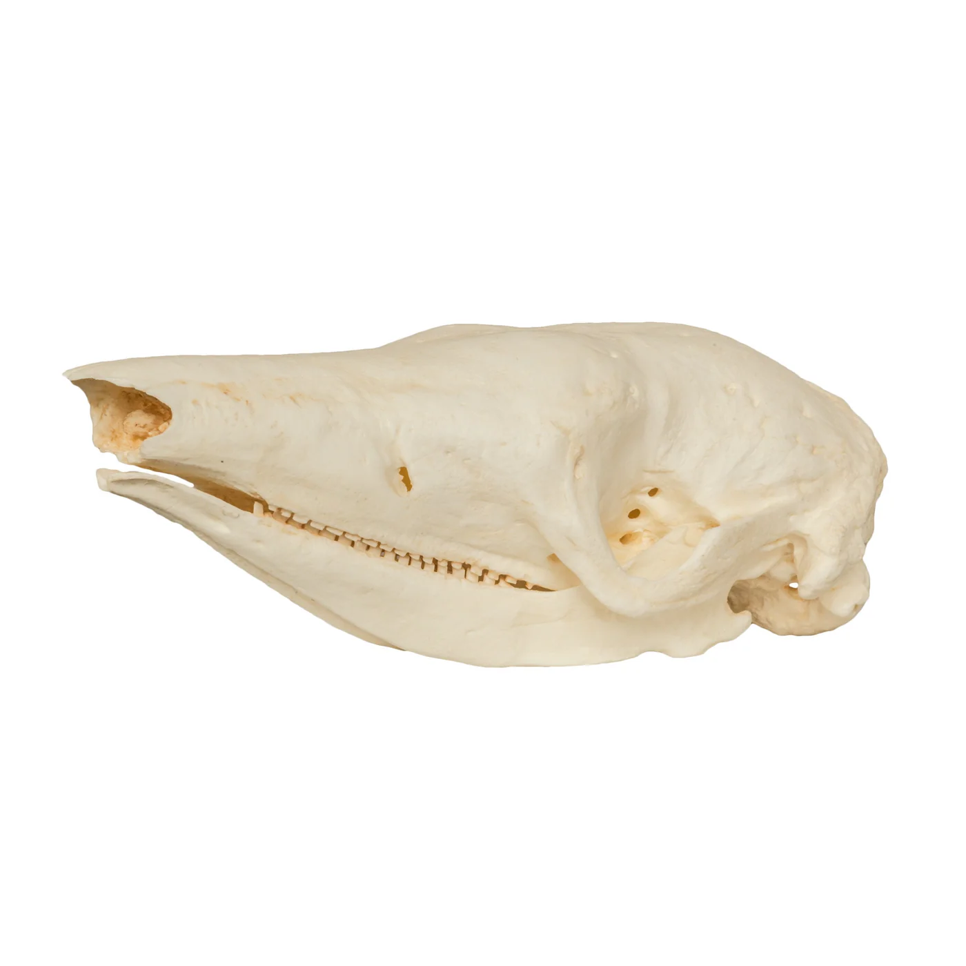 <p><span>Family Dasypodidae</span></p>