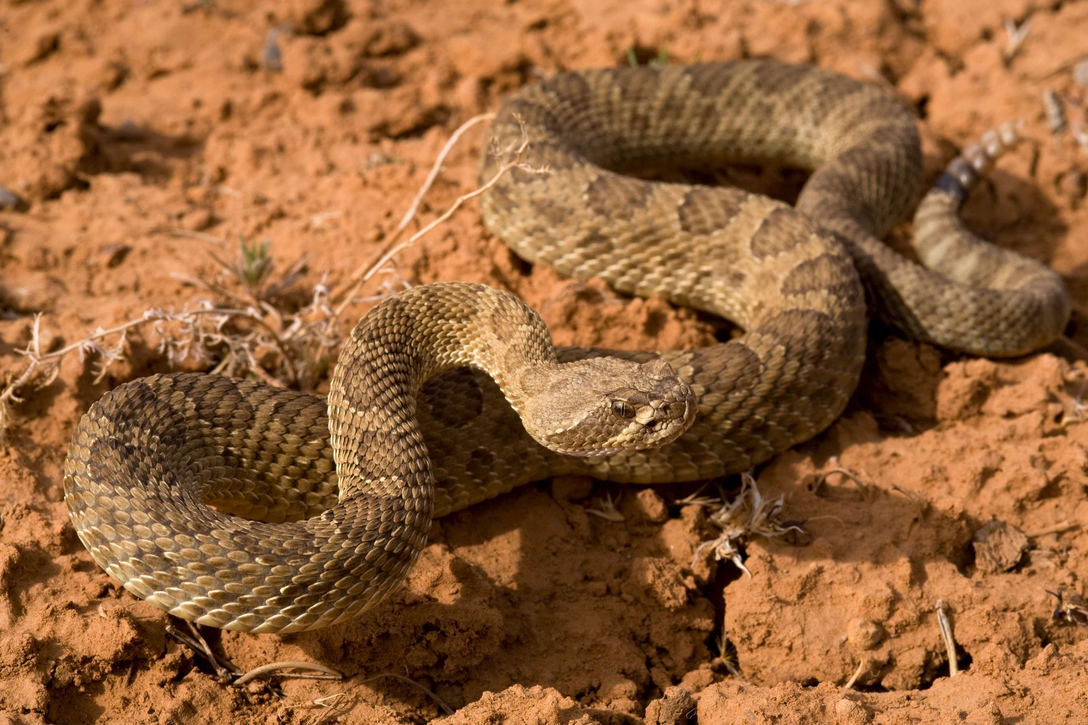 <p>San Juan, Garfield, &amp; Kane Co. • Up to 160cm TL • nuntius subspecies is a smaller version- to 70cm TL • 3 or more internasals • 2 internasals contacting the rostral • Dark dorsal blotches • Often white edges to dorsal blotches</p>