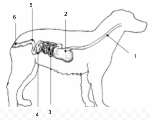 <p>Small Intestine</p>