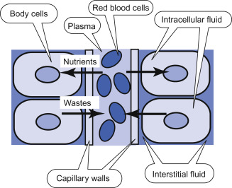 <p>Now that there is ECF within the multicellular organisms, what does it provide for the cells?</p>