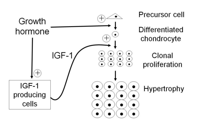 <ul><li><p>GH stimulates the differentiation of chondrocytes in the growth plate</p></li><li><p>from precursors</p></li></ul><p>and also</p><ul><li><p>the<strong> local</strong> formation of IGFs</p></li></ul><p>→ drives further growth</p><p><em>IGF-1 (endocrine and paracrine) acts as a second affector→ promoting the proliferation of chondrocytes</em></p>
