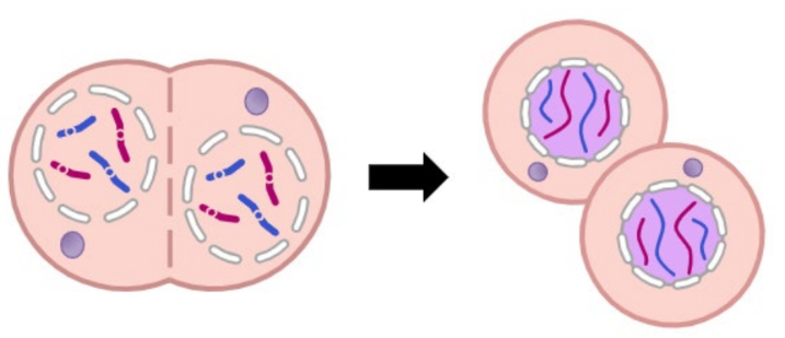 <ul><li><p>Chromosomes decondense</p></li><li><p>Nuclear membranes reform around the two identical chromosome sets</p></li></ul>