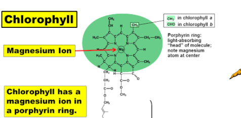 <p>to hold the entier molecule together </p>