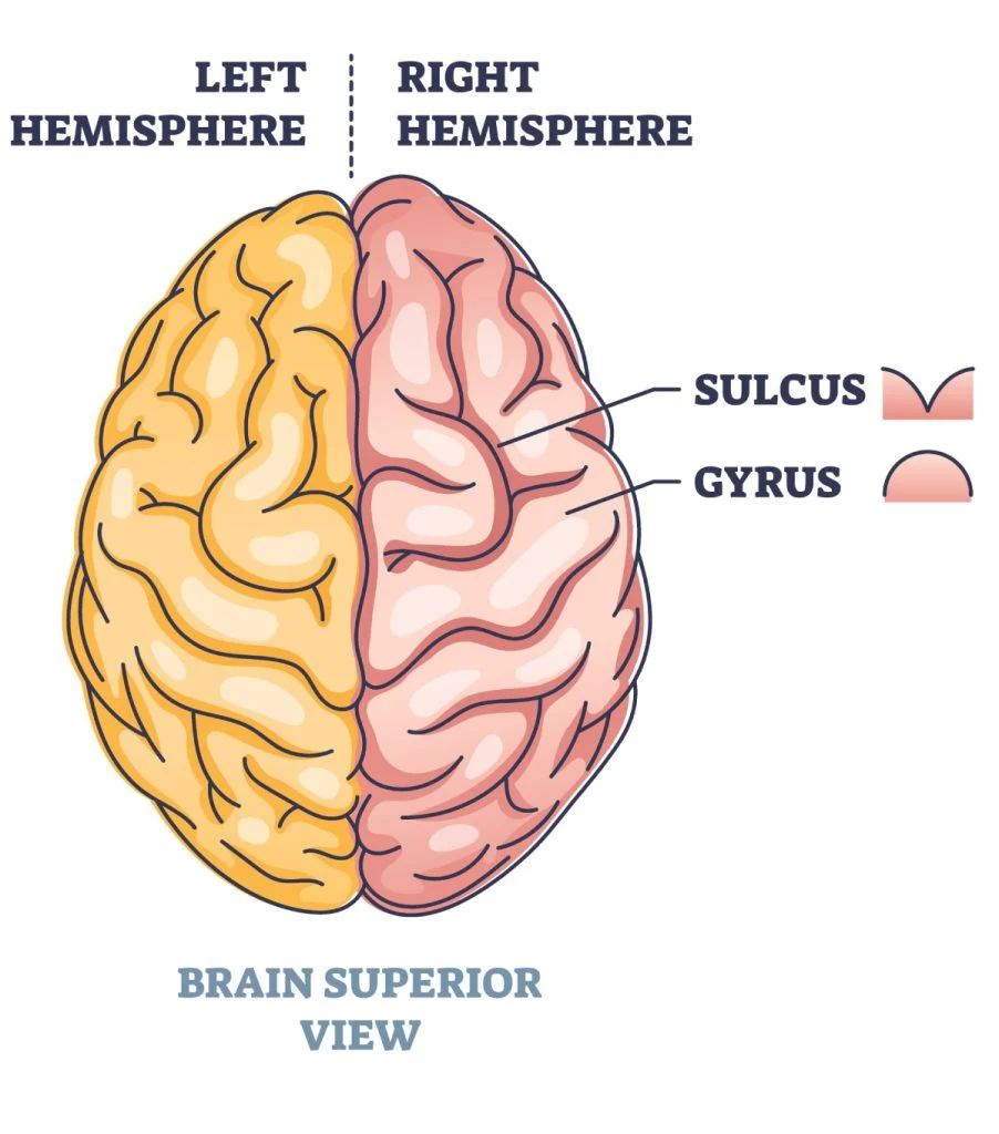 <ul><li><p>Gyri (ridges) of brain </p></li><li><p>Sulci (grooves) of brain </p></li></ul><p></p>