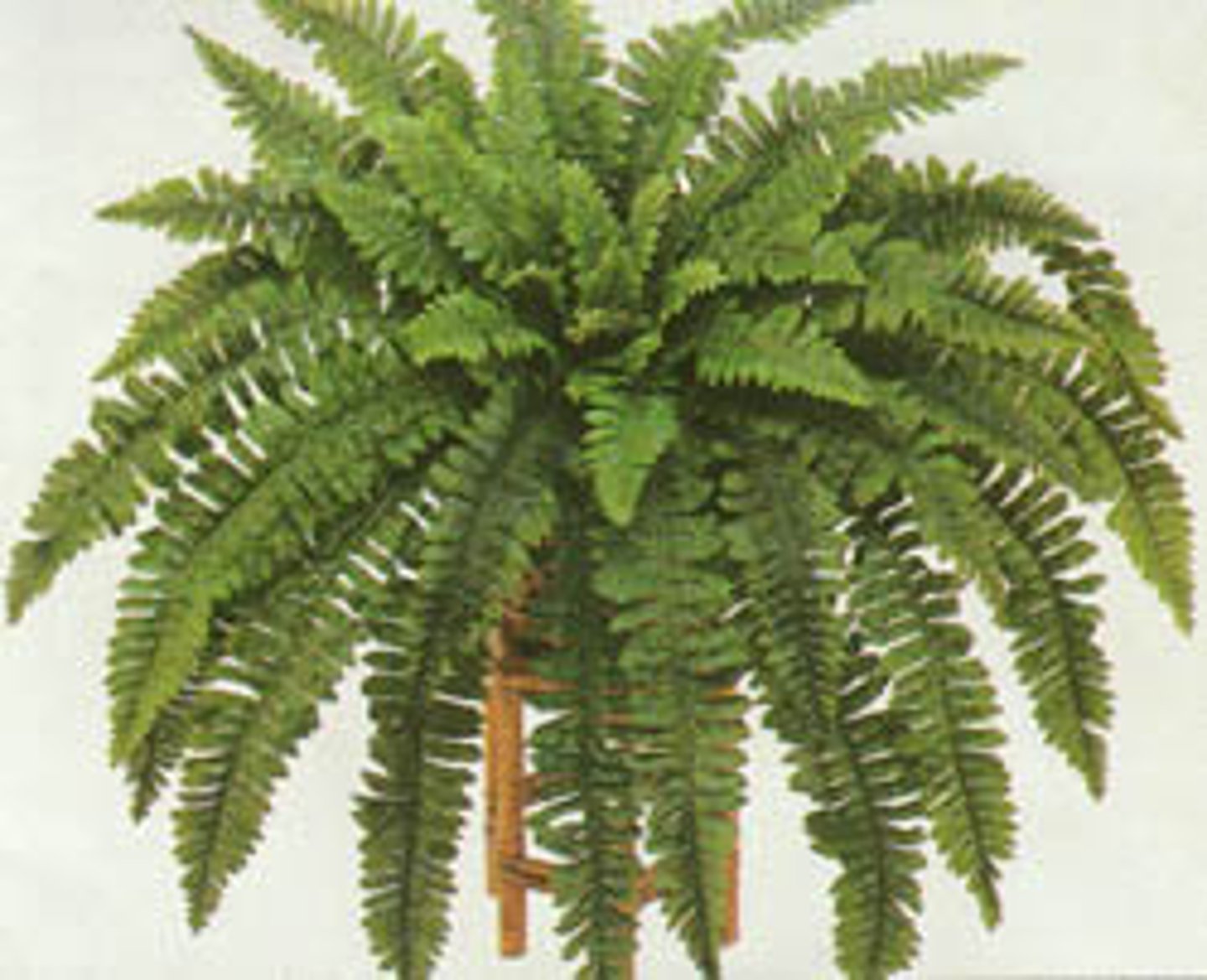 <p>Nephrolepis exaltata cv.</p>