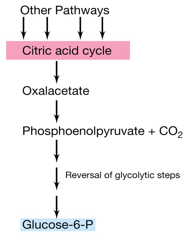 Synthesis of glucose from phsophoenolpyruvate