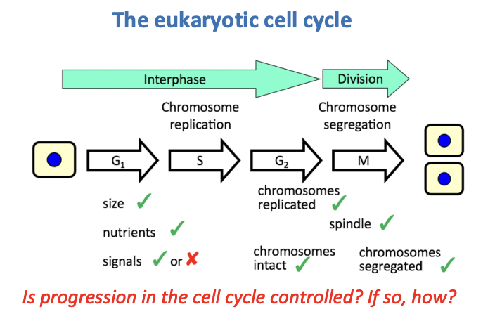 <p>Respond to </p><ul><li><p>External cues:</p><ul><li><p>signals, nutrients</p></li></ul></li><li><p>Internal cues</p><ul><li><p>‘ has critical size been reached?’</p></li><li><p>‘are chromosomes fully replicated and intact?’</p></li></ul></li></ul><p>Can also <strong>exit and return</strong> to different signals</p><ul><li><p>exit: terminally differentiated cells</p></li><li><p>exit but return: repair tissue damage or replenish a specific cell pool</p></li></ul><p></p><p></p>