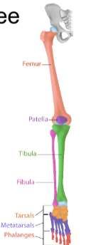 <p>Lower limbs</p>