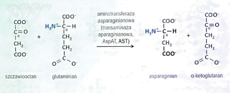 <p>szczawiooctanu</p>