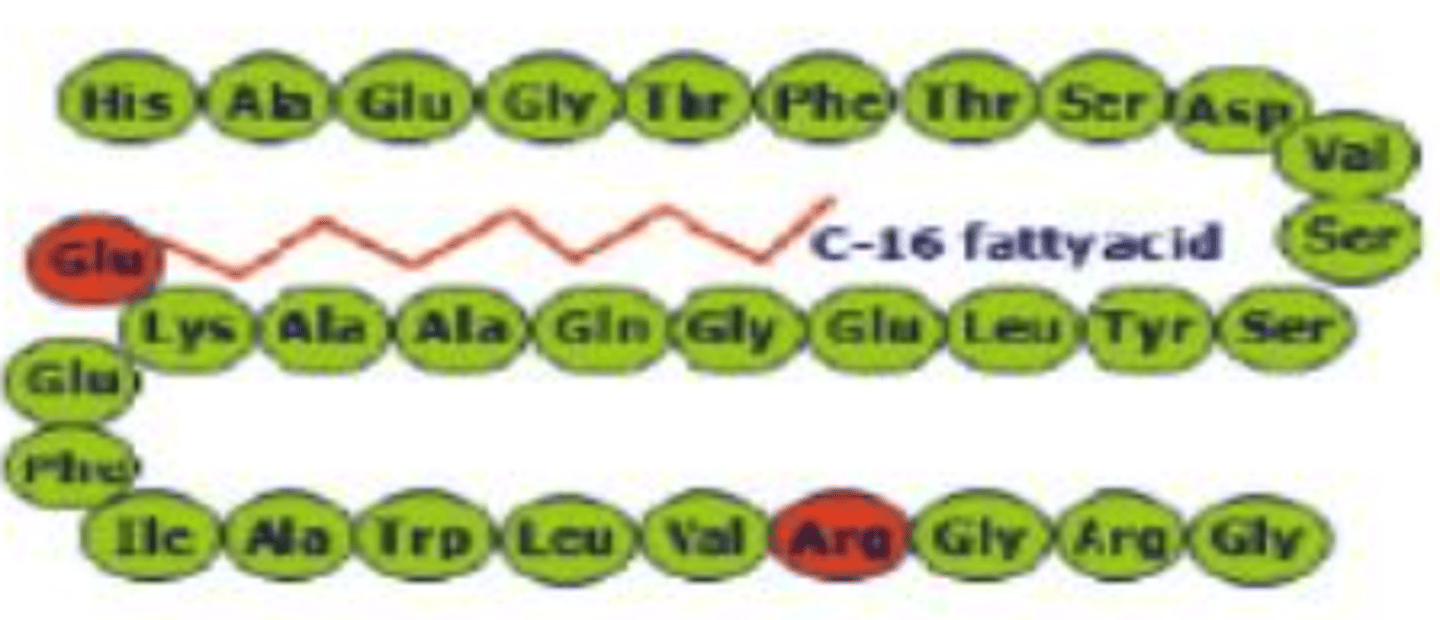 <p><strong>Brand: </strong>Victoza, Saxenda</p><p><strong>Class: </strong>GLP-1 Receptor Agonist</p><p><strong>MOA: </strong>Increases glucose-dependent insulin secretion, decreases inappropriate glucagon secretion, slows gastric emptying, and decreases food intake.</p>