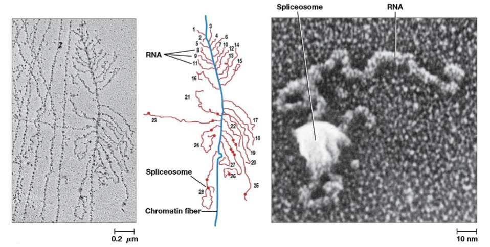<p>RNA-protein complexes in the cell nucleus that are the building blocks of the spliceosome</p>