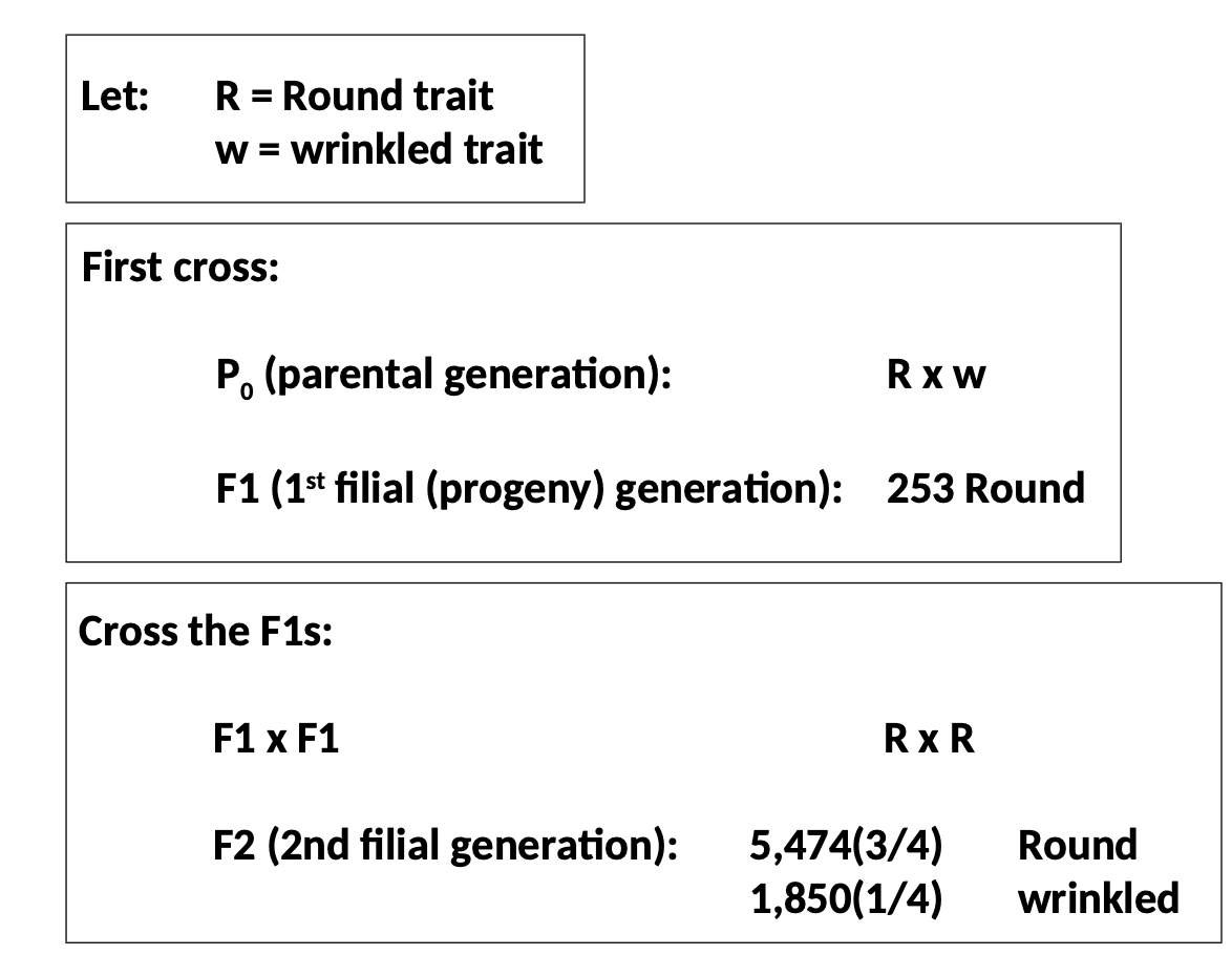 <ul><li><p>Crossed a round pea and a wrinkled pea ( w x R ), that always bred true</p></li><li><p>The F1 (first filial generation) produced all round</p></li><li><p>The F1 x F1 (R x R) bred 3/4 Round and 1/4 Wrinkled</p></li><li><p>The result of the second cross was known as the F2 (second filial generation)</p></li></ul>