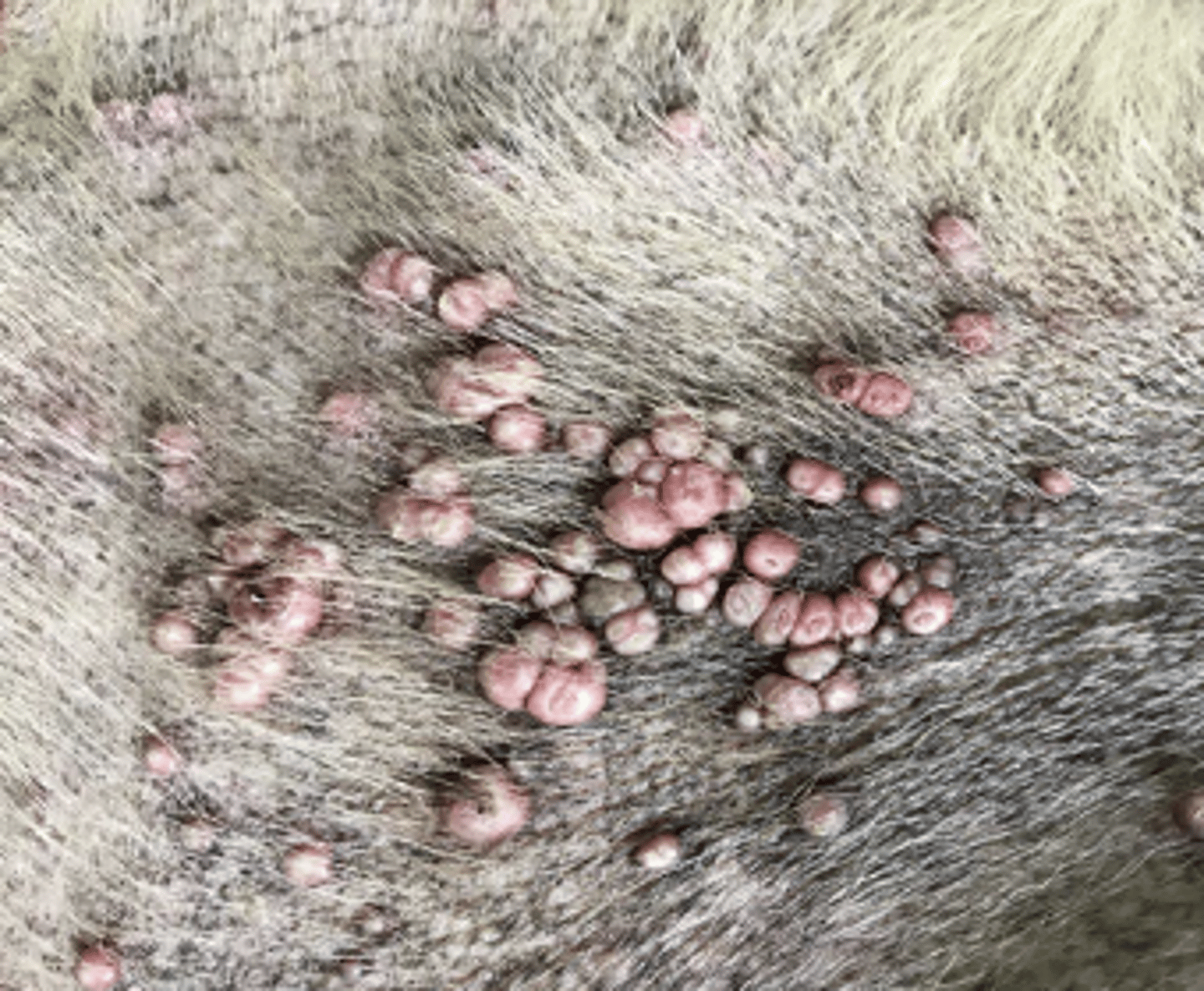 <p>How would you describe this lesion based on the shape?</p>
