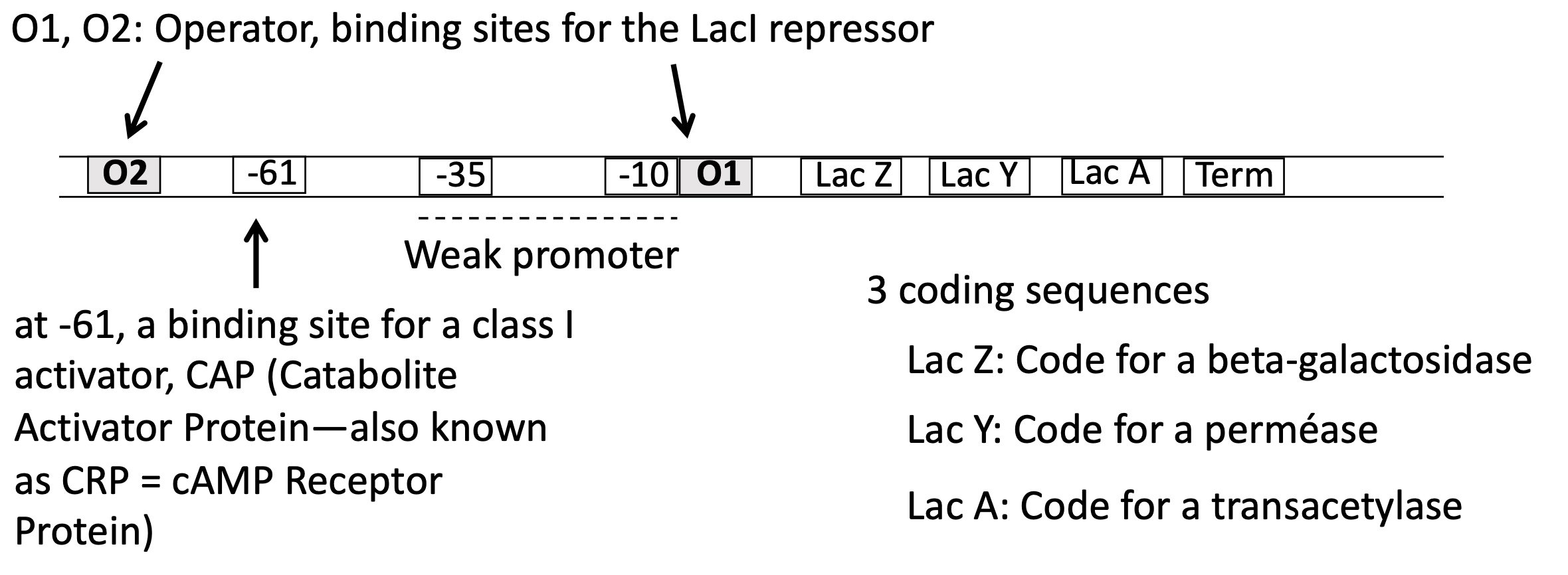 <p>2 operators ; O1 &amp; O2</p><p>3 sequences :&nbsp;</p><ol><li><p>lac z —&gt; beta-galactosidase&nbsp;</p></li><li><p>lac y —&gt; perméase</p></li><li><p>lac A —&gt; transacetylase</p></li></ol><p></p>