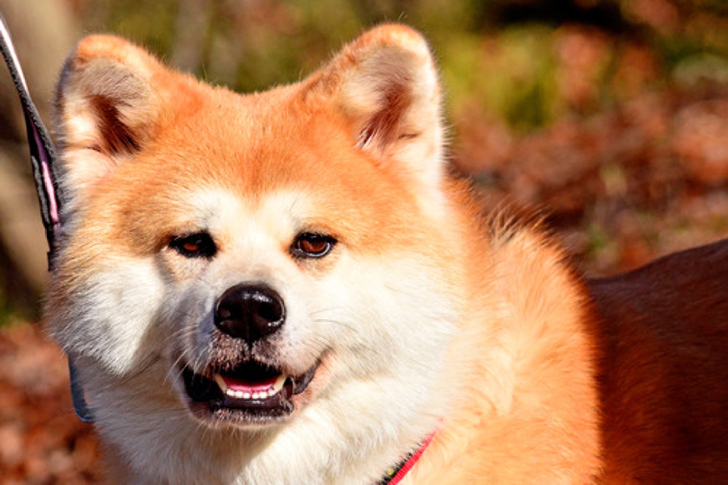<p>dog</p>