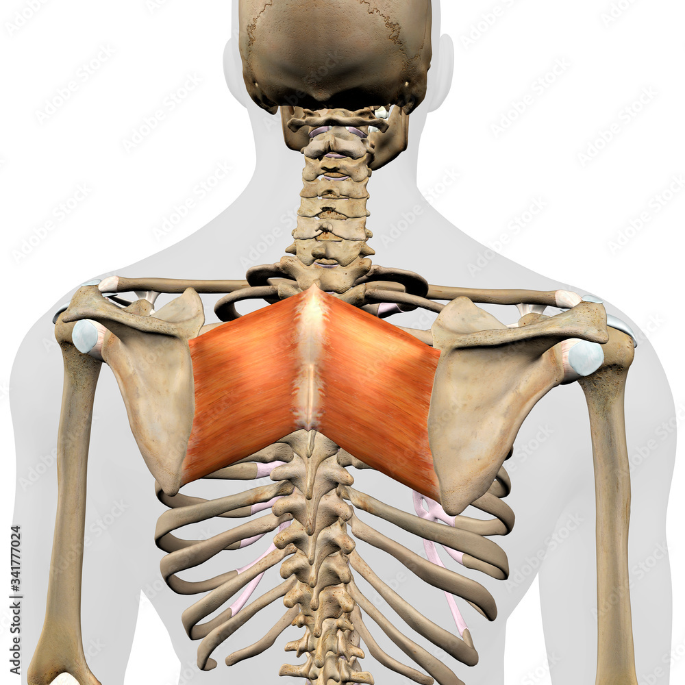 <p><span>Retract and stabilize scapula.</span></p>