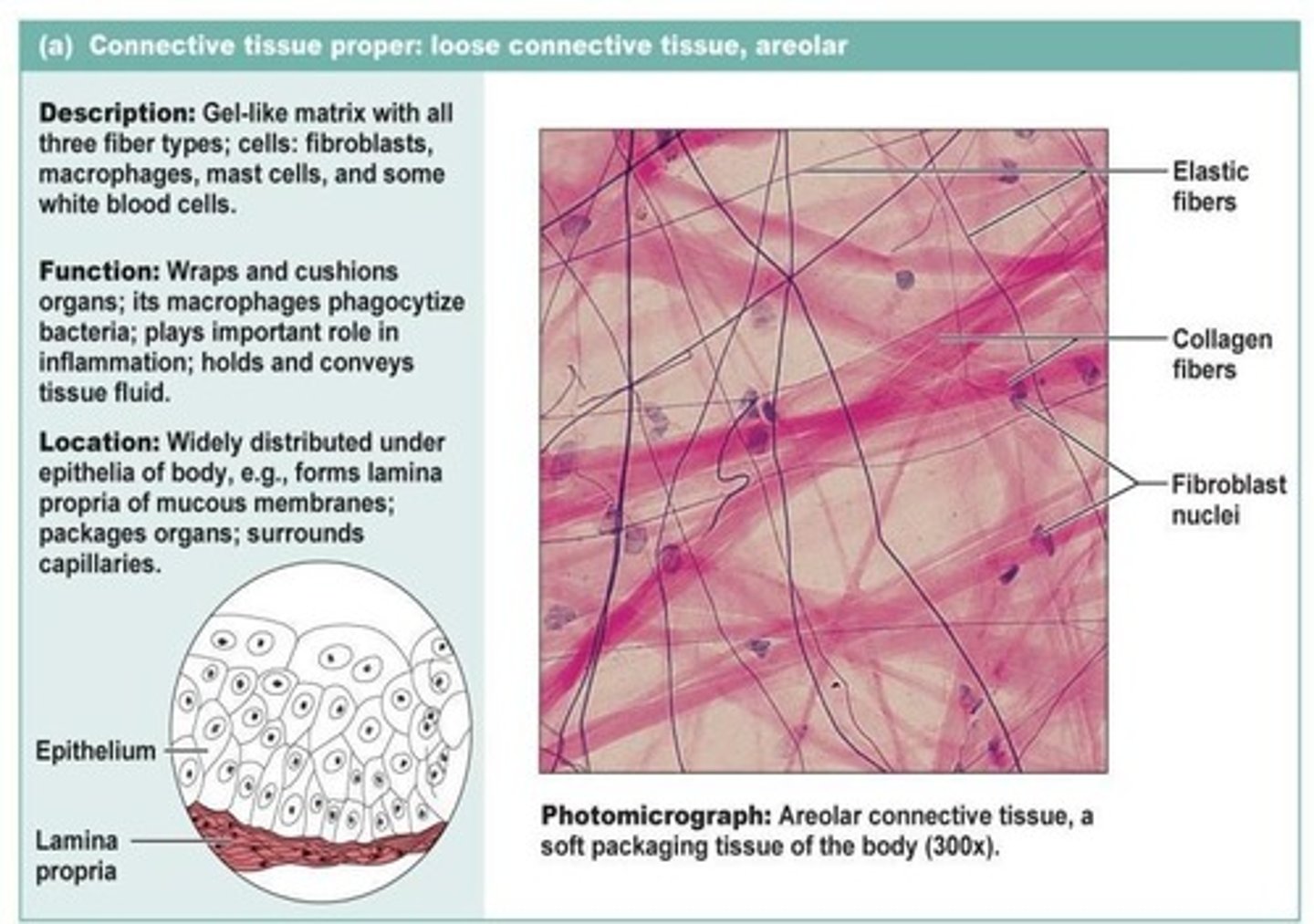 <p>Cells are fibroblasts; fibers include elastic and collagen; functions to wrap and cushion.</p>