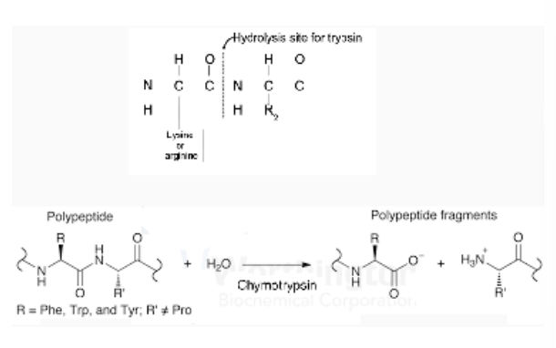 <ul><li><p>uses special serine amino acid in protein-cutting rxn, serine protease</p></li><li><p>serine proteases are diverse family of enzymes, all use similar enzymatic machinery</p></li><li><p>Trypsin & chymotrypsin that proteolyze proteins during digestion</p></li><li><p>Each has particular taste for protein chains: trypsin cuts next to lysine & arginine, chymotrypsin cuts next to phenylalanine & other large amino acids</p></li></ul>