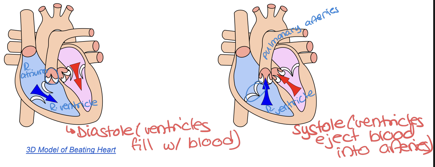 <p>“LUB-DUB” sounds created by the heart because of the closing of the valves in the heart</p><ul><li><p>“LUB”: Closing of AV valves during ventricular contractions (Systole)</p></li><li><p>“DUB”: Closing of Semilunar valves during ventricular relaxation (Diastole) </p></li></ul><p></p>