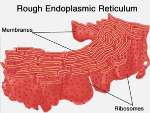 <p>rough endoplasmic reticulum</p>