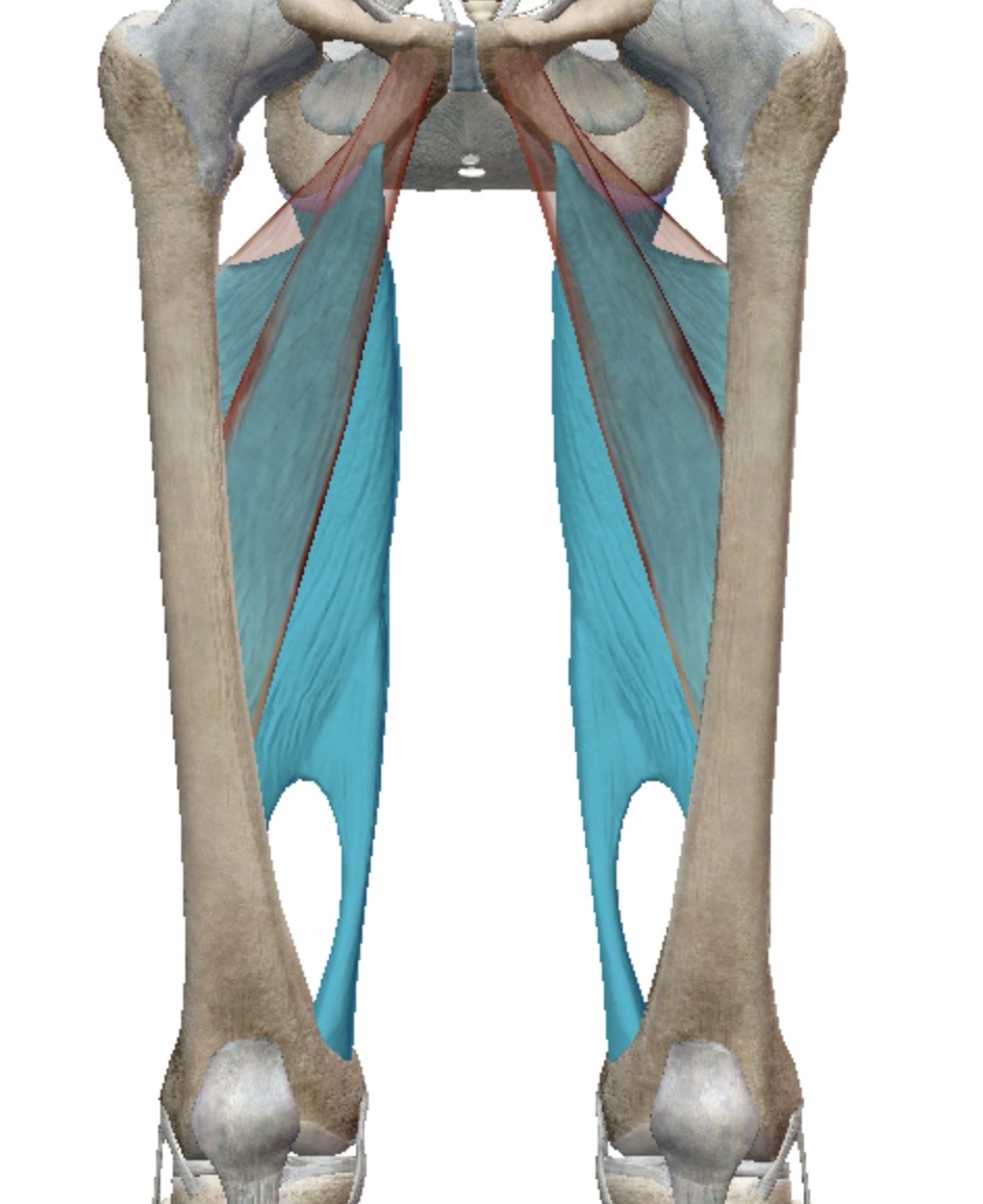 <p>Identify this muscle</p>