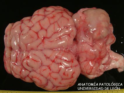 <p>Absceso. Cerebelo. Ovino.</p>