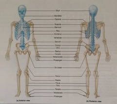 28 bones of the skull. 14-facial, 14-cranium.