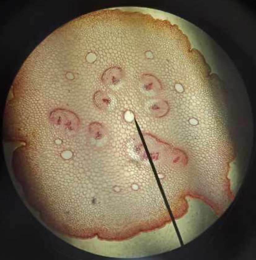 <p>identify the prepared slide</p>