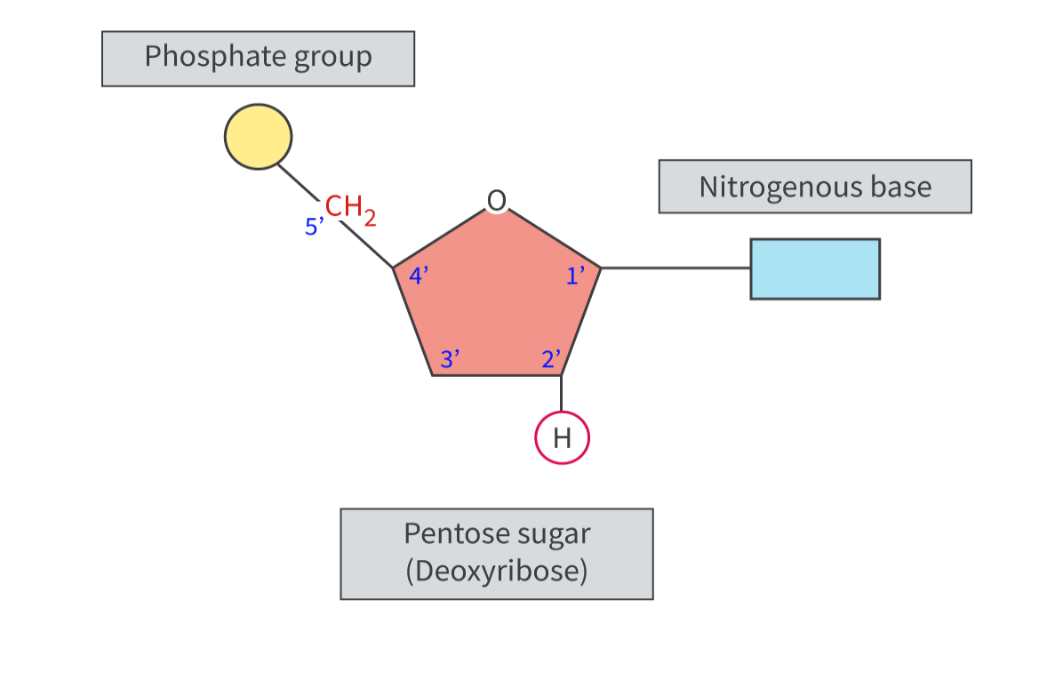 <ul><li><p><span>a&nbsp;pentose sugar: a simple sugar made up of five carbon atoms</span></p></li><li><p><span>a&nbsp;nitrogenous base: a molecule that contains nitrogen and acts as a base</span></p></li><li><p><span>a phosphate group: a functional group made up of phosphorus and oxygen.</span></p></li></ul><p></p>