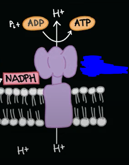 <p>An enzyme, molecular motor, and ion channel all wrapped together in one structure. Used in cycles to produce ATP and to move H+ cations across layers. </p><p>One example of this enzyme being used is within thylakoids in order to produce ATP and move H+ ions across their concentration gradient. It produces ATP by binding a phosphate group to ADP.</p>