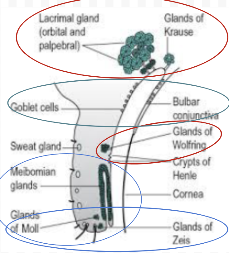 <ul><li><p><span>Meibomian glands (inside eyelid)&nbsp;</span></p></li><li><p><span>Gland of Zeiss and Moll (base of each eyelash)</span></p></li></ul>