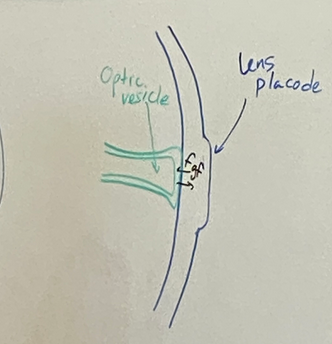 <p>neural tube branch is going to smoosh up against surface ectoderm. called the optic vesicle.</p><p>fgf signalling back and forth at this junction</p><p>lens placode forms.</p>