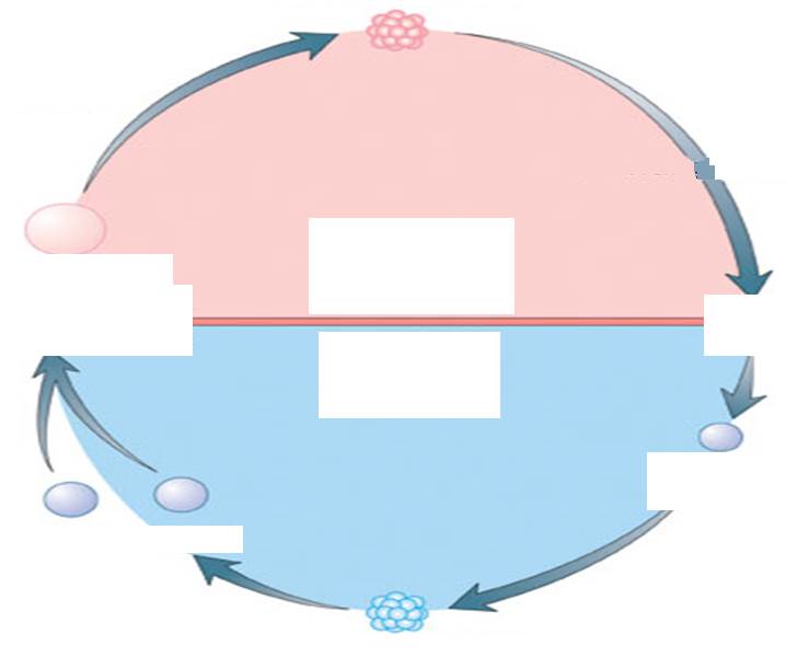 <p>Alternation of Generations Diagram</p>