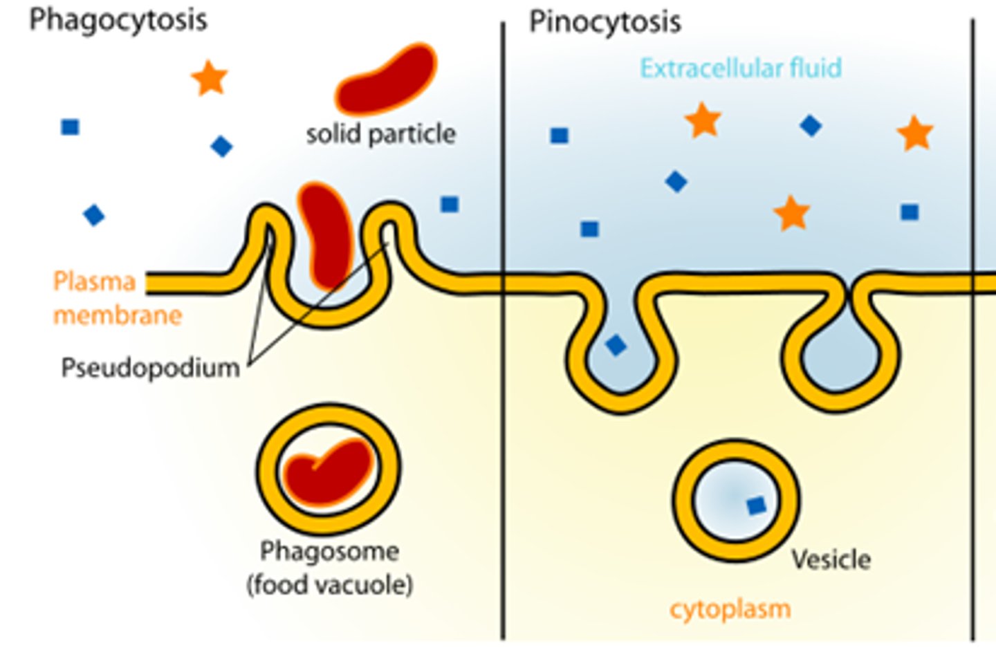 <p>two types of endocytosis</p>