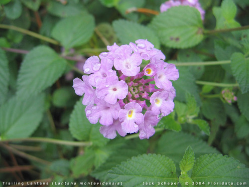 <p>Creeping Lantana (Verbenaceae)</p>