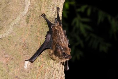 <p>from a distance - 2 wavy white lines on the back</p><p>in hand - see sac on wings that produces smells</p>