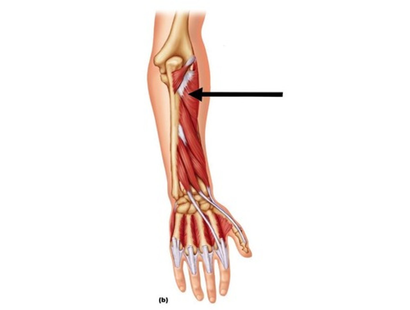 <p>A muscle that supinates the forearm.</p>