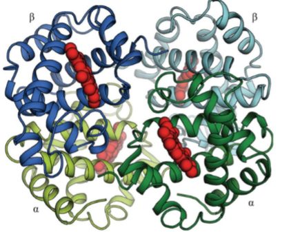 <ol><li><p>Each hemoglobin has 4 subunits (2 alpha, 2 beta)</p></li><li><p>Sickle cell anemia is caused by mutation in beta subunit</p></li></ol><p></p>