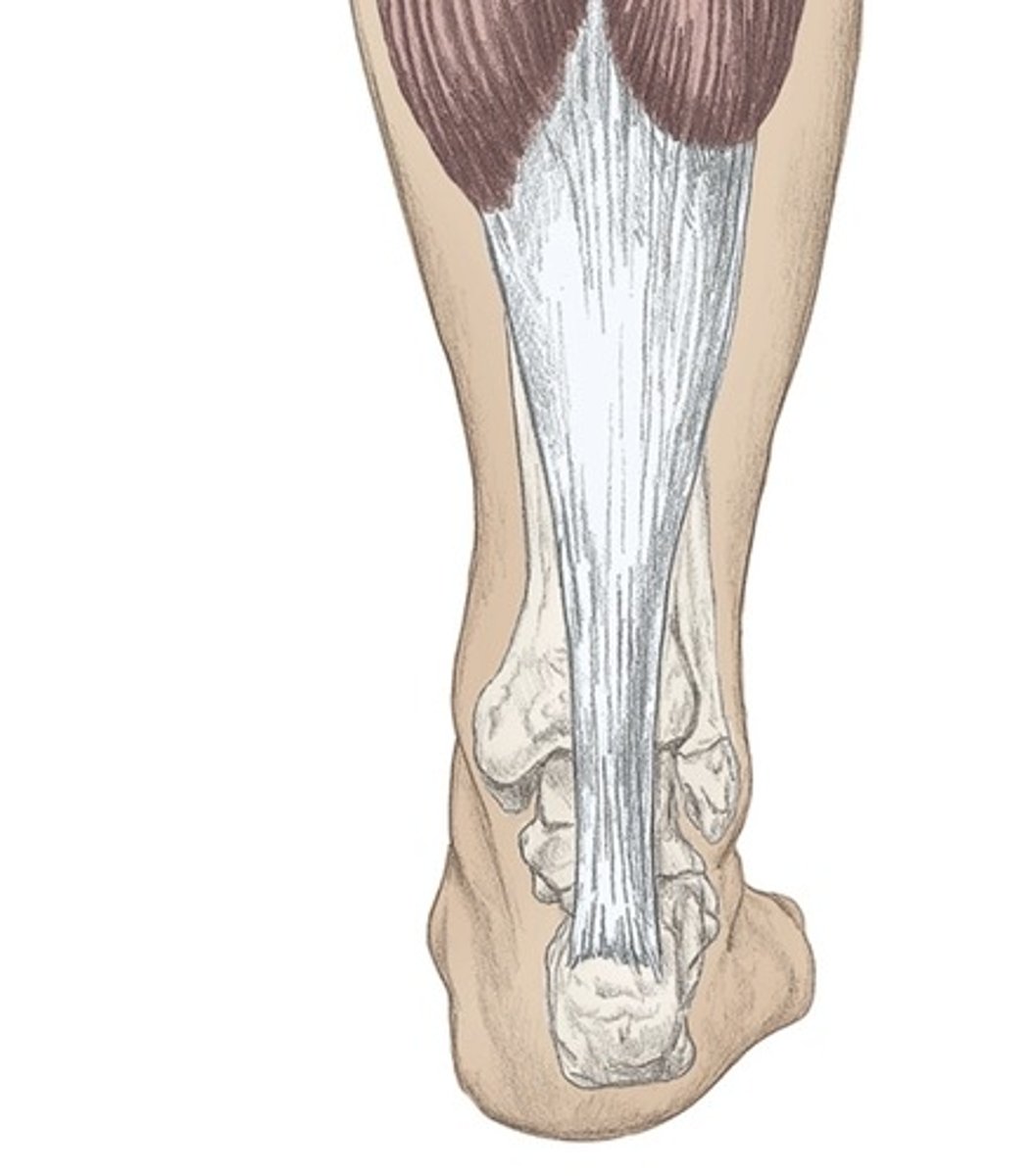 <p>Name the tendon</p>
