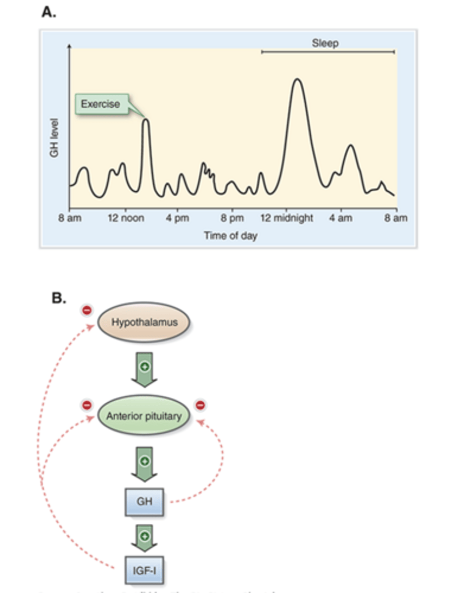 <p>cyclic variations can occur with hormone release (pulsatile release):</p>