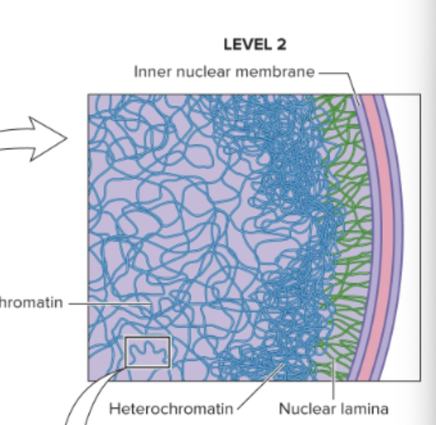 <ul><li><p>Heterochromatin (compact chromatin), euchromatin (less condensed)</p></li></ul><p></p>