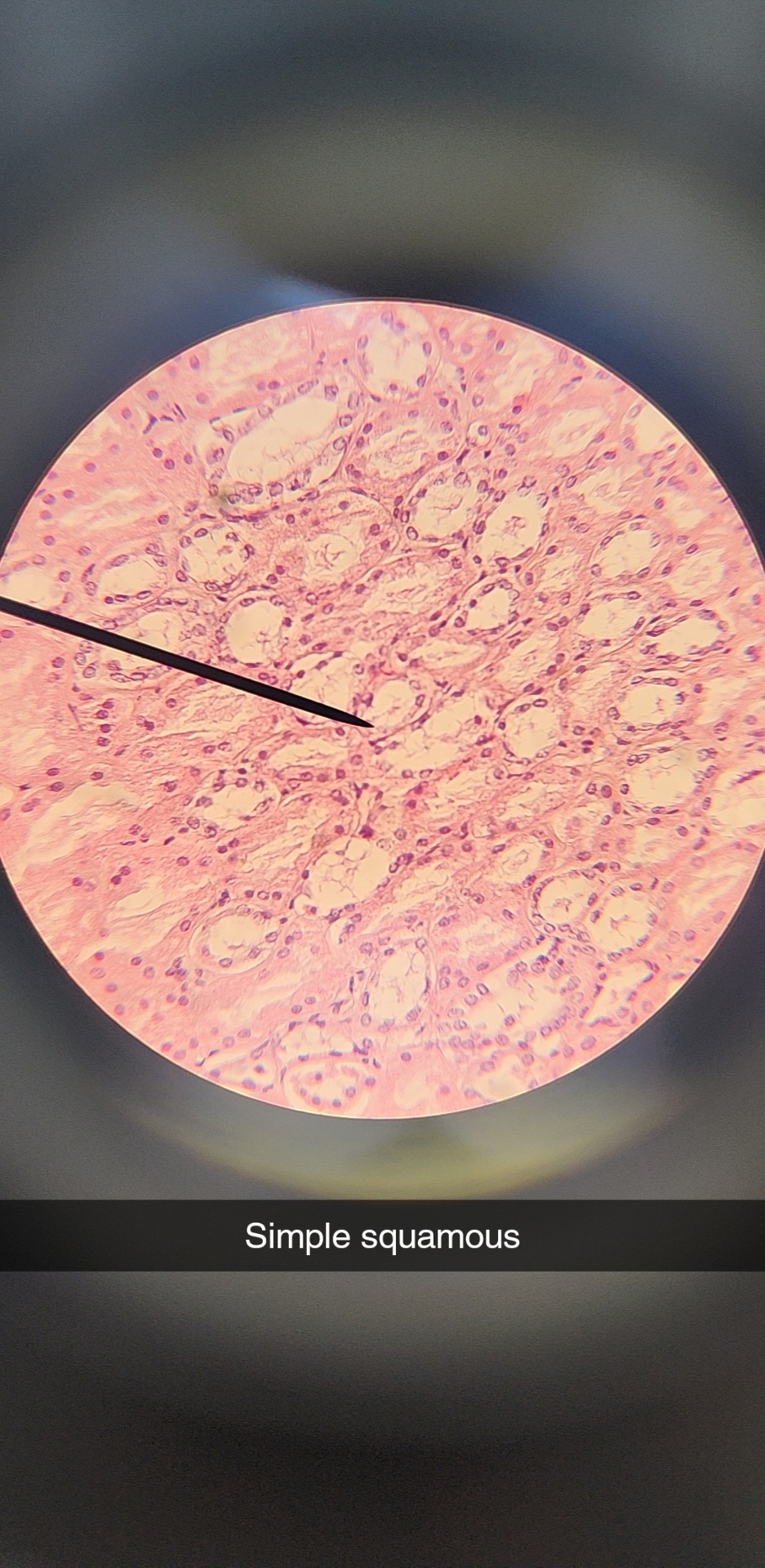 single layer of thin, flat cells