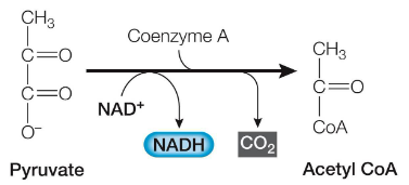 Refer to the figure showing the exergonic reaction that links glycolysis to the citric acid cycle. Which statement about the molecules participating in this cellular reaction is correct?