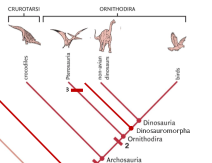 <ul><li><p>Subset of archosauromorphs</p></li><li><p><strong>Additional openings called antorbital fenestra</strong></p><ul><li><p><strong>Between the eyes and snout</strong></p></li></ul></li><li><p>Don't know the purpose</p></li><li><p><strong>Crocodiles, pterosaurs, birds, dinosaurs</strong></p></li><li><p><strong>Two groups due to the structure of the ankle</strong></p><ul><li><p><strong>Crurotarsi</strong></p><ul><li><p><strong>Sprawling stance</strong></p></li><li><p><strong>Crocodiles</strong></p></li></ul></li><li><p><strong>Ornithodira</strong></p><ul><li><p><strong>Upright stance</strong></p></li><li><p><strong>Pterosaurs, birds, dinosaurs</strong></p></li></ul></li></ul></li></ul><p></p>