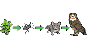 <p>a food chain describes how energy and nutrients move through an ecosystem through a linear network of links/arrows.</p>