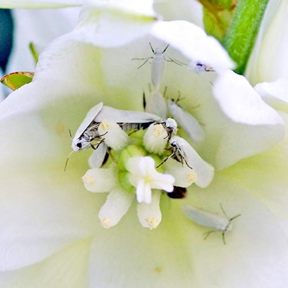 <p>Relationship where both species depend entirely on each other for survival. </p><p>Example: yucca and yucca moths.</p>